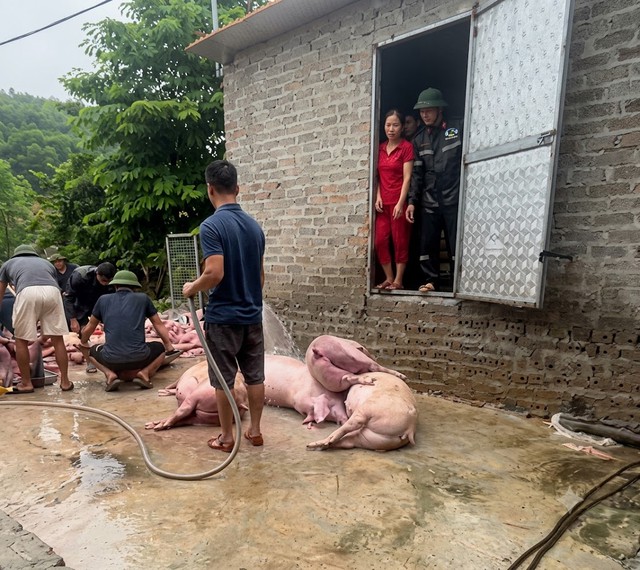 2 lần thiệt hại trong một tháng, chủ trại lợn 300 con chết ngạt ở Bắc Ninh kêu cứu: ‘Tôi đã mất hàng tỷ đồng’ - Ảnh 2.