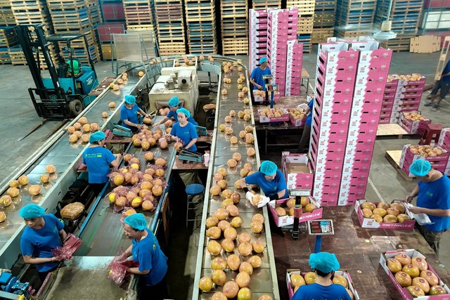 Trung Quốc quyết tâm làm giàu với loại quả Việt Nam trồng cực nhiều: xuất hơn 61.000 tấn sang châu Âu, giá siêu cạnh tranh - Ảnh 2. Trung Quốc quyết tâm làm giàu với loại quả Việt Nam trồng cực nhiều: xuất hơn 61.000 tấn sang châu Âu, giá siêu cạnh tranh - Ảnh 2.