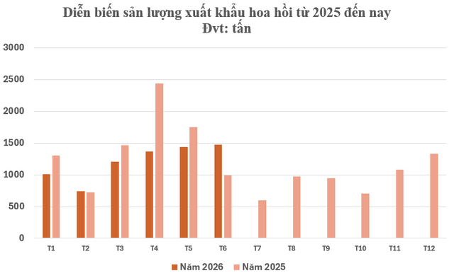 Đắt hơn sầu riêng, Việt Nam sở hữu một báu vật nông sản giá gần 4.000 USD/tấn: Mỗi năm chỉ thu hoạch 2 vụ, nước ta cùng Trung Quốc là ông trùm của thế giới - Ảnh 2.
