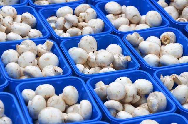 Phát minh của Trung Quốc làm rung chuyển ngành thực phẩm: Chế tạo nguồn protein từ nấm biến đổi gen, vị giống thịt, sản xuất nhanh hơn 88% - Ảnh 1.