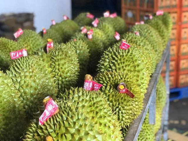 ‘Trước đây, một bộ hồ sơ xin cấp mã số vùng trồng sầu riêng có thể bị ngâm đến 1 năm’ - Ảnh 1.