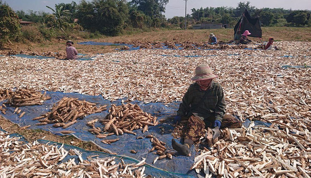 Không phải gạo hay sầu riêng, Campuchia quyết tâm làm giàu với mặt hàng Việt Nam đang đứng thứ 2 thế giới: ‘Đây là mỏ vàng mới của chúng tôi’ - Ảnh 1.