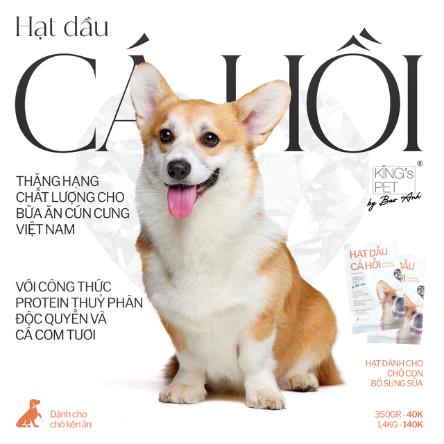Bảo Anh, từ ca sĩ đến co-founder thương hiệu pet food: Điểm bắt đầu của tôi không phải từ con số, mà từ tình yêu thương thú cưng - Ảnh 2.
