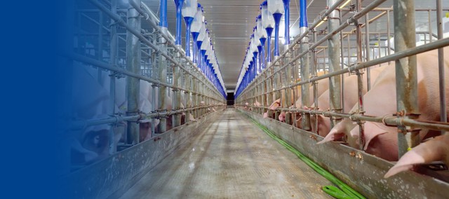 Lãnh đạo Nông nghiệp Hòa Phát cảnh báo: Nếu DN đua nhau tăng đàn, ngành heo Việt Nam có thể lặp lại kịch bản dư cung giống Trung Quốc - Ảnh 1.