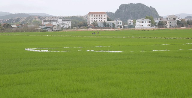 Khu đô thị của Vicem Hoàng Mai ở Nghệ An được yêu cầu đẩy nhanh tiến độ Thanh tra- Ảnh 1.