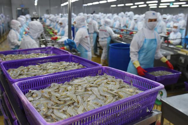 Lãnh đạo VASEP: Tôm đông lạnh Việt Nam có thể chịu mức thuế lên đến gần 30% - Ảnh 1.