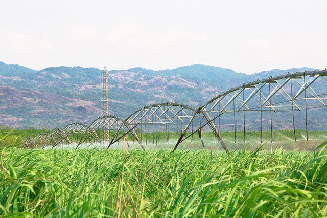 8 năm sau khi mua đứt nông trường mía của bầu Đức tại Lào, đại gia mía đường TTC AgriS đã vươn tới Úc, chiếm 26% tổng sản lượng mía của Việt Nam. - Ảnh 3.