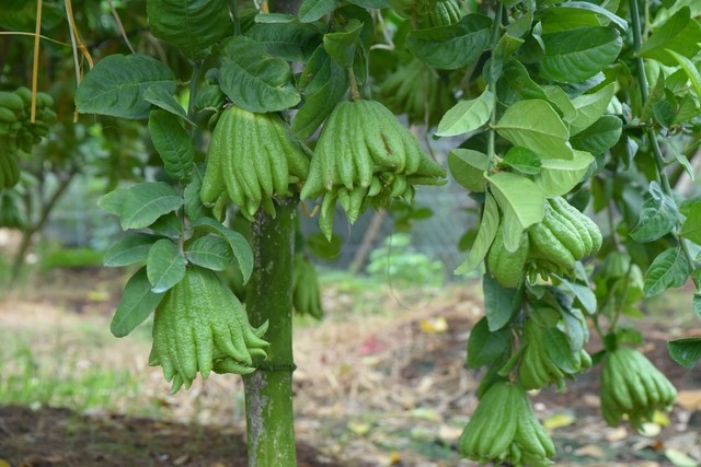 Những dự án đang chạy đua với thời gian giúp đưa Hoài Đức lên quận trong năm tới - Ảnh 12.