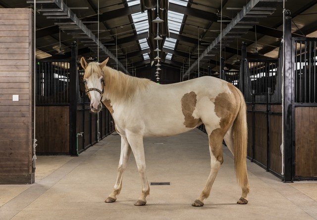 Tỷ phú Phạm Nhật Vượng xây học viện cưỡi ngựa dành riêng cho giới siêu giàu: Ngựa phiên bản giới hạn "cưỡi" máy bay về Việt Nam, tắm nước ấm, ở phòng điều hòa - Ảnh 2.