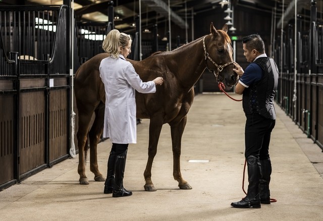 Tỷ phú Phạm Nhật Vượng xây học viện cưỡi ngựa dành riêng cho giới siêu giàu: Ngựa phiên bản giới hạn "cưỡi" máy bay về Việt Nam, tắm nước ấm, ở phòng điều hòa - Ảnh 4.