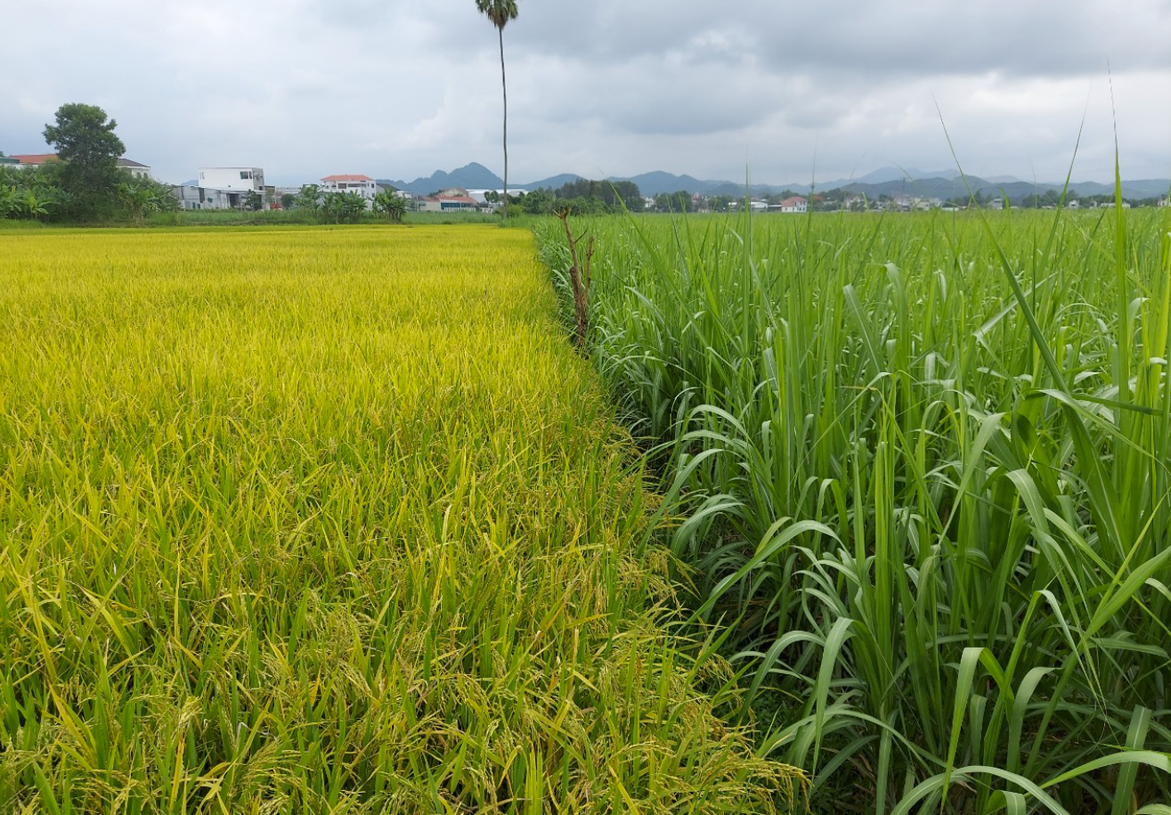 thai-binh-lanh-dao-xa-bi-khoi-to-lien-quan-chuyen-nhuong-dat-trai-phep-antt-1709041084.png