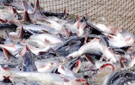 Mỹ báo tin vui cho một mặt hàng chủ lực của Việt Nam