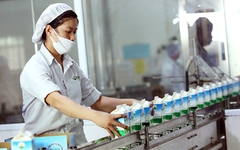 Mới lên sàn HoSE, Mộc Châu Milk báo lãi ròng quý II/2024 giảm 39%