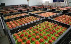Loại quả của Việt Nam được khen 'ngon hơn hàng Hàn Quốc', lên cả máy bay đi quốc tế: xuất khẩu tăng khủng gần 1.000%, sản lượng vượt 9.000 tấn/năm