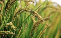 Philippines dừng nhập khẩu, gạo Việt vẫn ‘ăn nên làm ra’ tại loạt thị trường, một quốc gia châu Á vừa tăng nhập khẩu đến 25.000%