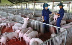 Nông nghiệp Hòa Phát sắp IPO 30 triệu cổ phiếu, định giá 450 triệu USD