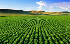 Đất nông nghiệp không sổ đỏ có được thế chấp vay ngân hàng?