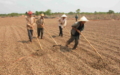 Campuchia, châu Phi đua nhau đưa vào Việt Nam một loại nông sản quan trọng: Là trợ lực giúp nước ta xuất khẩu bỏ xa thế giới, giá ngày càng đắt đỏ
