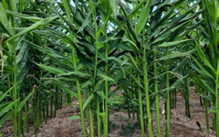 Loại củ là gia vị quý của thế giới Việt Nam trồng bạt ngàn: Thu về hơn 48 triệu USD kể từ đầu năm, nước ta là ông lớn thứ 3 thế giới