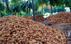 Một 'sản vật' triệu USD của Việt Nam được Mỹ, Trung Quốc ồ ạt thu mua, nước ta là nhà xuất khẩu top 5 thế giới