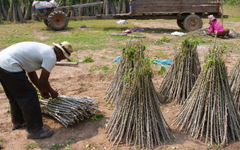 Không phải sầu riêng hay gạo, Trung Quốc bất ngờ săn lùng trở lại một mặt hàng từ Việt Nam: Thu mua hơn 95% sản lượng, nước ta là 'trùm' thứ 2 thế giới