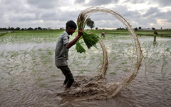 Philippines, Senegal dừng nhập khẩu, gạo Việt đang xoay trục sang những thị trường nào?