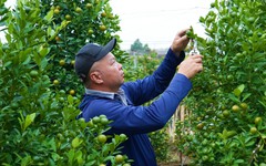 Đào, quất Tết 2026: Chưa có khách mua, nông dân Hà Nội đã dự đoán lợi nhuận sẽ giảm 15% bởi một lý do