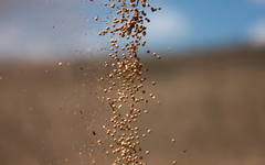 Nhận tin buồn từ Trung Quốc, Mỹ đưa gần 1 triệu tấn ‘hạt vàng’ vào Việt Nam: Nước ta tiêu thụ hàng triệu tấn mỗi năm, giá rẻ hấp dẫn