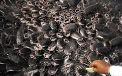 Cả thế giới tranh nuôi nhưng chỉ Việt Nam tạo nên ngành công nghiệp tỷ đô từ 'mỏ vàng' này - chiếm 90% thị phần toàn cầu, Trung Quốc cực ưa chuộng