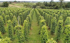 'Sản vật' của Việt Nam đổ bộ Mỹ với giá siêu đắt: Thị phần bằng các đối thủ cộng lại, thế giới ngày càng khan hiếm