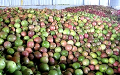 Trung Quốc ồ ạt thu mua một 'sản vật' triệu USD của Việt Nam, nước ta là nhà xuất khẩu lọt top 10 thế giới