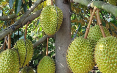 Mua sầu riêng từ chủ vườn, khi vận chuyển, cắt cuống… số lượng cân bị hao hụt, làm sao để tính vào chi phí được trừ: Cục Thuế trả lời