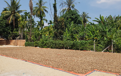 Cứu tinh từ châu Phi đổ bộ giúp Việt Nam xuất khẩu bỏ xa cả thế giới: Nước ta chi hàng tỷ USD mỗi năm để mua hàng, được người Mỹ cực kỳ ưa chuộng