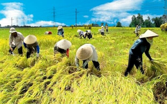 “Bà con nông dân bán lúa thì làm gì có hóa đơn”: Cơ quan thuế giải đáp vướng mắc cho hộ kinh doanh