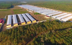 So sánh lợi nhuận quý đầu năm 2025 giữa Hoàng Anh Gia Lai và Dabaco