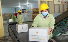 Lộc Trời dự kiến lỗ hơn 500 tỷ đồng trong năm 2025, hủy kế hoạch trả cổ tức 2023