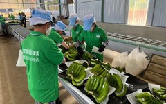 Hai lãnh đạo HAGL mua vào 2 triệu cổ phiếu HAG