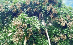 Không chỉ ở Hưng Yên Việt Nam, 'quả tiến vua' có vụ mùa bội thu tại Thái Lan, sản lượng khủng hơn 1 triệu tấn có nguy cơ cần 'giải cứu'
