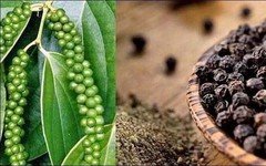 Giá hồ tiêu hôm nay tăng mạnh, chạm mốc 153.000 đồng/kg
