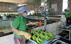 HAGL bị phạt vì 'ém' thông tin liên quan đến trái phiếu