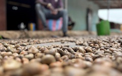 'Sản vật trời ban' của Việt Nam lập kỷ lục chưa từng có, lần đầu gia nhập 'câu lạc bộ 5 tỷ USD'