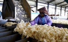 Hàng chục nghìn tấn 'vàng trắng' của Việt Nam ồ ạt đổ bộ quốc gia láng giềng: 1/3 thế giới ưa chuộng, diện tích trồng hơn 900.000 ha