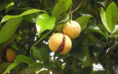 Một loại gia vị triệu đô thế giới rất hiếm nhưng Việt Nam trồng bạt ngàn: Thu về gần 33 triệu USD, 31 quốc gia liên tục săn đón