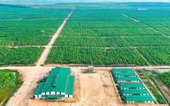 HAGL thoái vốn thành công tại HAGL Agrico