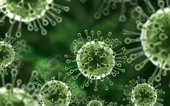 Nóng: Trung tâm Kiểm soát bệnh tật TP.HCM thông báo về virus Nipah