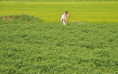 Việt Nam sở hữu loại quả ‘một vốn mười lời’ được Lào, Trung Quốc đua nhau săn đón: thu về tiền tỷ, sản lượng mỗi năm hàng trăm nghìn tấn