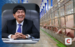 Đàn heo của tỷ phú Trần Đình Long xuất chuồng hơn 660.000 con năm 2025