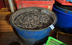 3 tấn thịt ốc bươu được ngâm tẩm hóa chất dùng trong xây dựng, sản xuất xi măng - đang chuẩn bị cung cấp ra thị trường thì bị cơ quan chức năng tóm gọn