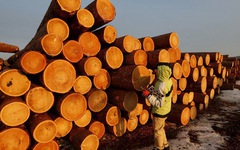 Mỹ chi hơn 9 tỷ USD săn 'cây kim tiền' của Việt Nam: Nhật Bản, Trung Quốc cực ưa chuộng, nước ta là ông trùm đứng thứ 5 thế giới