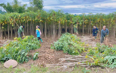 Không phải gạo hay sầu riêng, 'vàng dưới lòng đất' của Việt Nam được Trung Quốc săn lùng đến 94%: Giá xuất khẩu lao dốc mạnh, nước ta sản xuất 18 triệu tấn mỗi năm